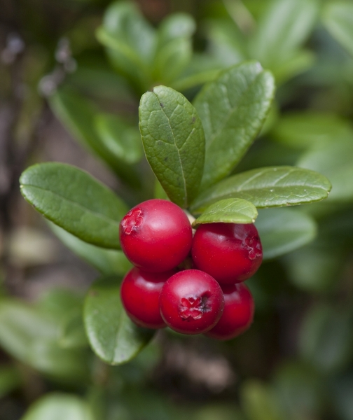 Pflanzenbild gross Preiselbeere - Vaccinium vitis-idaea