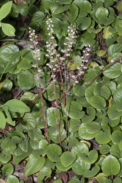 Pflanzenbild gross Rundblättriges Wintergrün - Pyrola rotundifolia