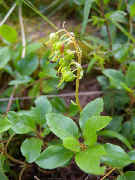 Pflanzenbild gross Birngrün - Orthilia secunda