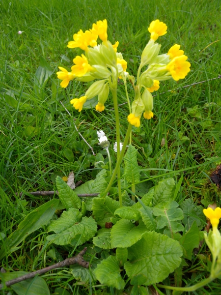 Pflanzenbild gross Frühlings-Schlüsselblume - Primula veris