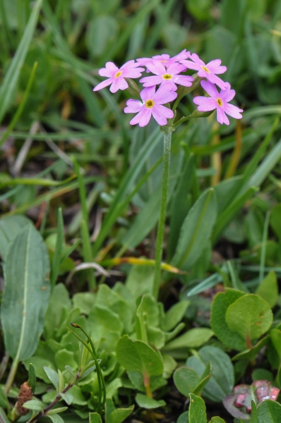Pflanzenbild gross Mehl-Primel - Primula farinosa