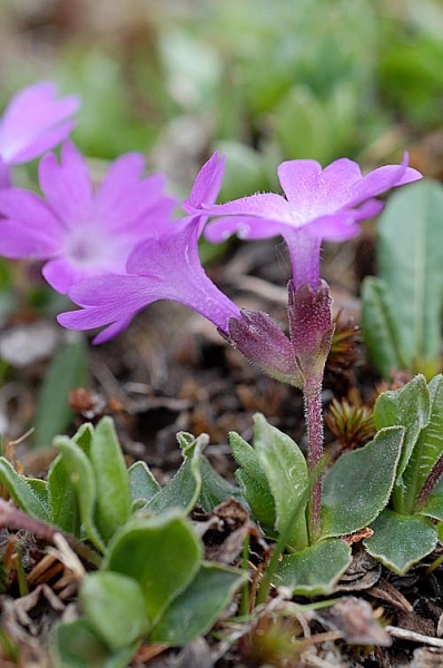 Pflanzenbild gross Ganzblättrige Primel - Primula integrifolia