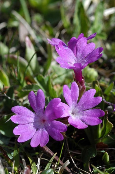 Pflanzenbild gross Ganzblättrige Primel - Primula integrifolia
