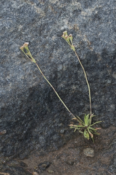 Pflanzenbild gross Stumpfblättriger Mannsschild - Androsace obtusifolia
