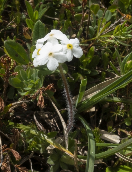 Pflanzenbild gross Bewimperter Mannsschild - Androsace chamaejasme