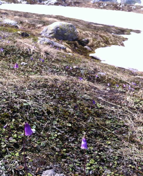 Pflanzenbild gross Kleines Alpenglöckchen - Soldanella pusilla