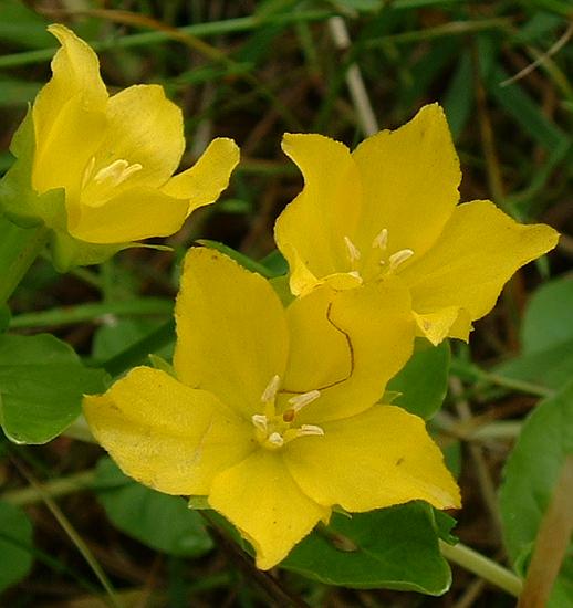 Pflanzenbild gross Pfennigkraut - Lysimachia nummularia