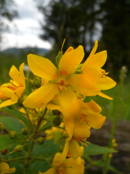 Pflanzenbild gross Gemeiner Gilbweiderich - Lysimachia vulgaris