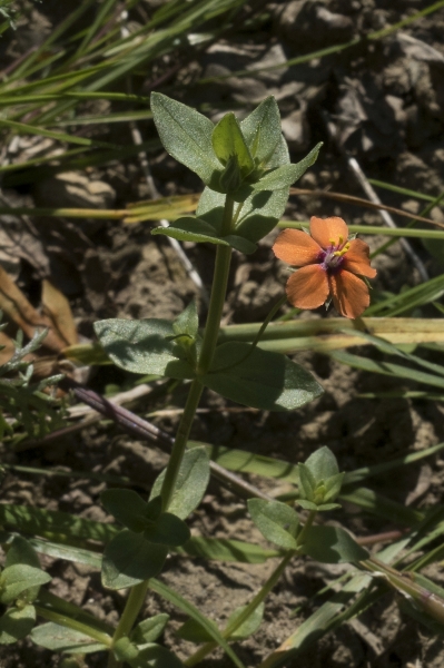 Pflanzenbild gross Acker-Gauchheil - Anagallis arvensis