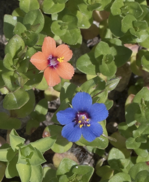 Pflanzenbild gross Acker-Gauchheil - Anagallis arvensis