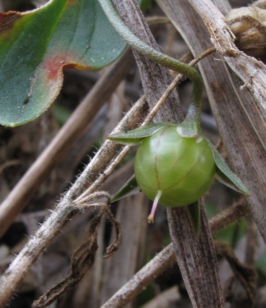 Pflanzenbild gross Acker-Gauchheil - Anagallis arvensis