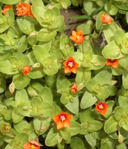 Pflanzenbild gross Acker-Gauchheil - Anagallis arvensis