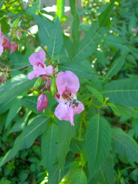 Pflanzenbild gross Drüsiges Springkraut - Impatiens glandulifera