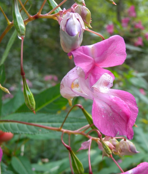 Pflanzenbild gross Drüsiges Springkraut - Impatiens glandulifera