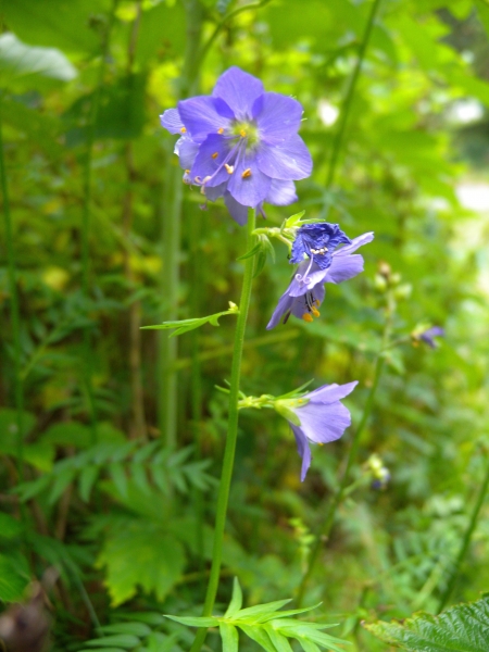 Pflanzenbild gross Himmelsleiter - Polemonium caeruleum