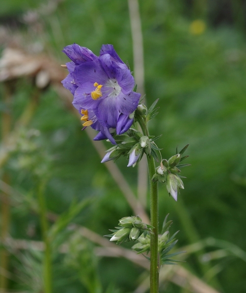 Pflanzenbild gross Himmelsleiter - Polemonium caeruleum