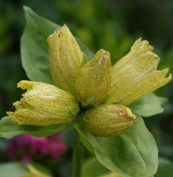 Pflanzenbild gross Getüpfelter Enzian - Gentiana punctata