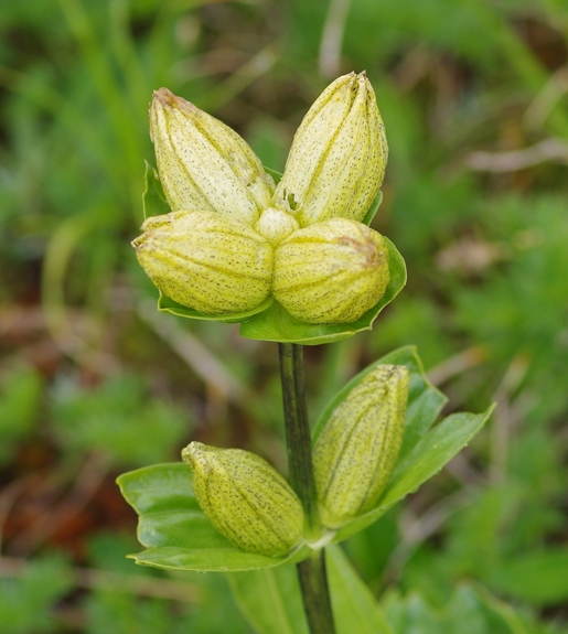 Pflanzenbild gross Getüpfelter Enzian - Gentiana punctata