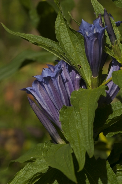 Pflanzenbild gross Schwalbenwurz-Enzian - Gentiana asclepiadea