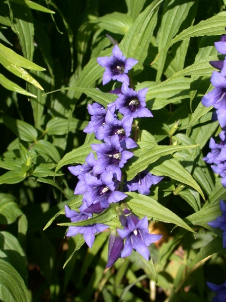 Pflanzenbild gross Schwalbenwurz-Enzian - Gentiana asclepiadea