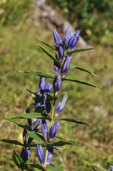 Pflanzenbild gross Schwalbenwurz-Enzian - Gentiana asclepiadea