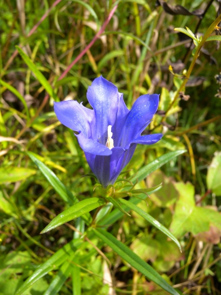 Pflanzenbild gross Lungen-Enzian - Gentiana pneumonanthe