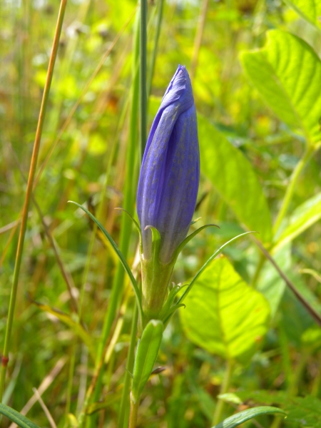 Pflanzenbild gross Lungen-Enzian - Gentiana pneumonanthe