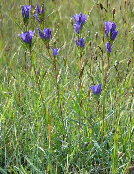 Pflanzenbild gross Lungen-Enzian - Gentiana pneumonanthe
