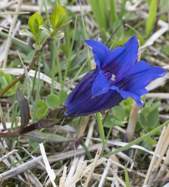 Pflanzenbild gross Kalk-Glocken-Enzian - Gentiana clusii
