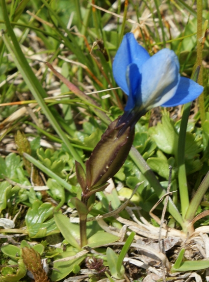 Pflanzenbild gross Frühlings-Enzian - Gentiana verna