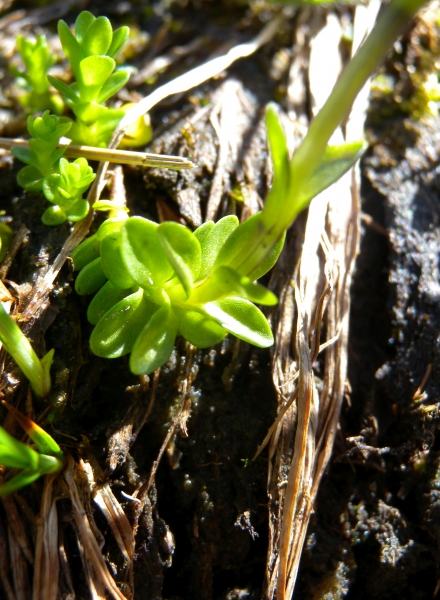 Pflanzenbild gross Bayerischer Enzian - Gentiana bavarica
