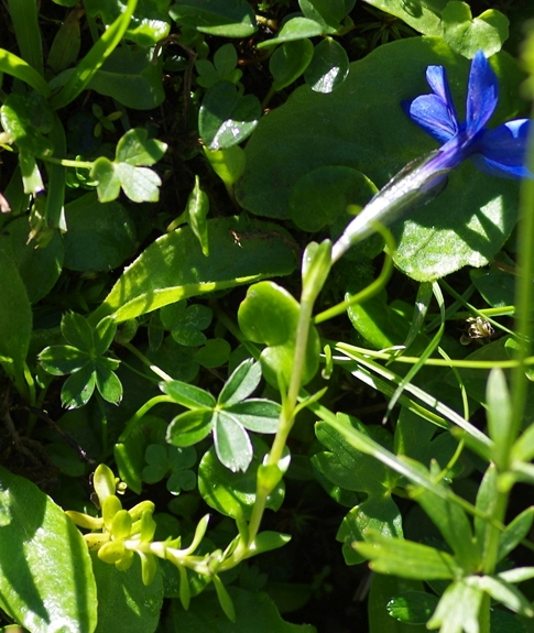 Pflanzenbild gross Bayerischer Enzian - Gentiana bavarica