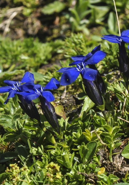 Pflanzenbild gross Bayerischer Enzian - Gentiana bavarica