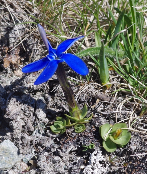 Pflanzenbild gross Schleichers Enzian - Gentiana schleicheri