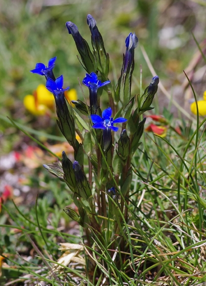 Pflanzenbild gross Schnee-Enzian - Gentiana nivalis