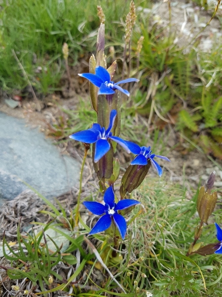 Pflanzenbild gross Aufgeblasener Enzian - Gentiana utriculosa