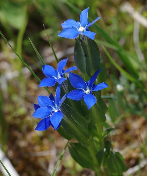 Pflanzenbild gross Aufgeblasener Enzian - Gentiana utriculosa