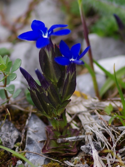 Pflanzenbild gross Aufgeblasener Enzian - Gentiana utriculosa