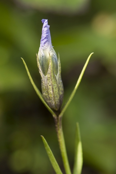 Pflanzenbild gross Gefranster Enzian - Gentiana ciliata