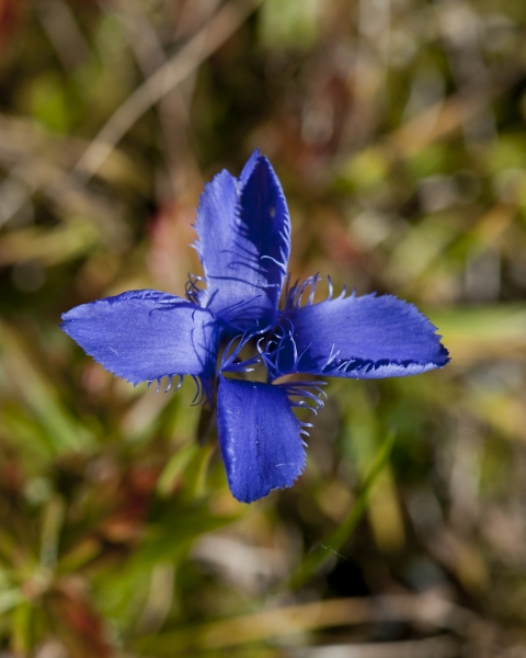 Pflanzenbild gross Gefranster Enzian - Gentiana ciliata