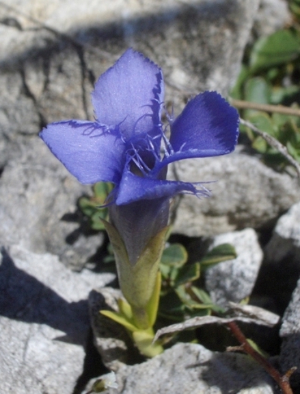 Pflanzenbild gross Gefranster Enzian - Gentiana ciliata