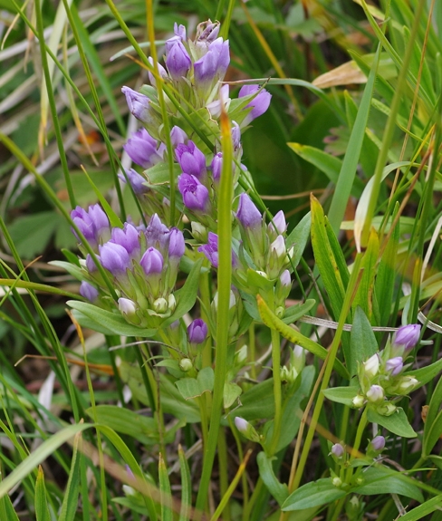 Pflanzenbild gross Reichästiger Enzian - Gentiana ramosa