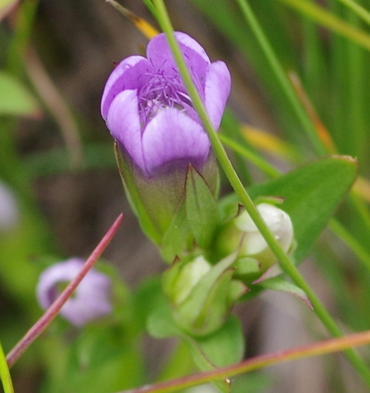 Pflanzenbild gross Reichästiger Enzian - Gentiana ramosa