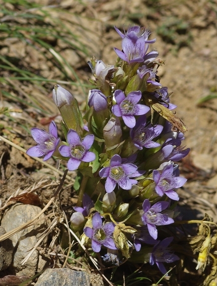 Pflanzenbild gross Reichästiger Enzian - Gentiana ramosa