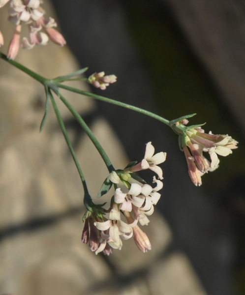 Pflanzenbild gross Hügel-Waldmeister - Asperula cynanchica