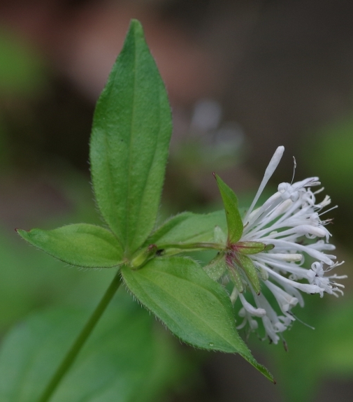 Pflanzenbild gross Turiner Waldmeister - Asperula taurina