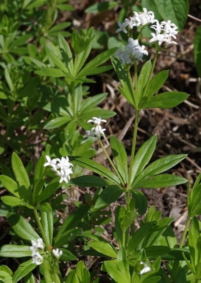 Pflanzenbild gross Echter Waldmeister - Galium odoratum