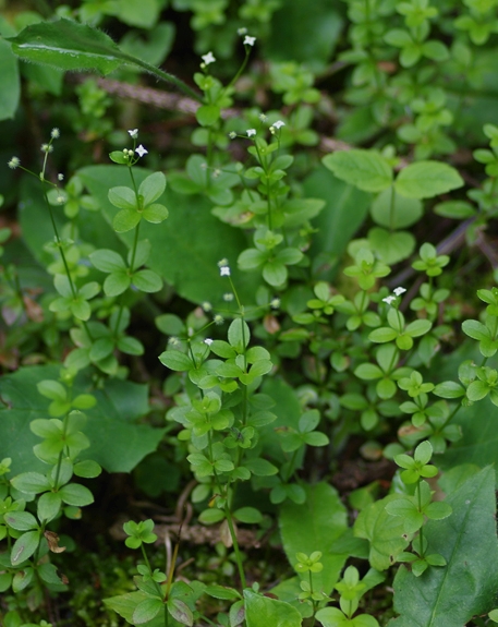Pflanzenbild gross Rundblättriges Labkraut - Galium rotundifolium