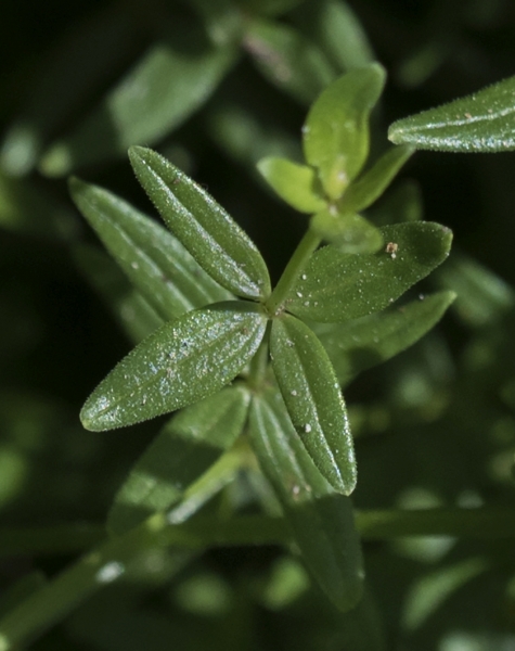 Pflanzenbild gross Nordisches Labkraut - Galium boreale