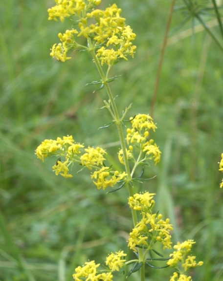 Pflanzenbild gross Echtes Labkraut - Galium verum